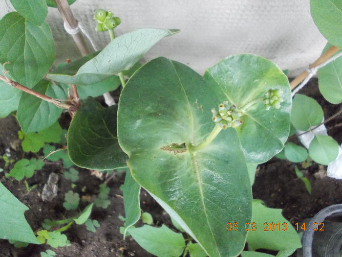 lonicera cu flori mari galbene