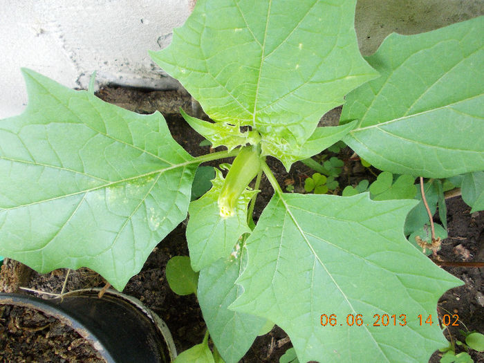 datura de gradina