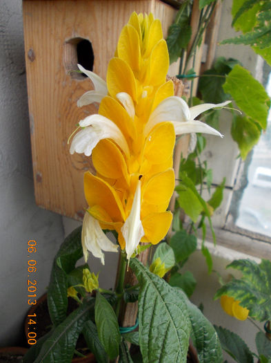 7 iunie 2013-flori 152