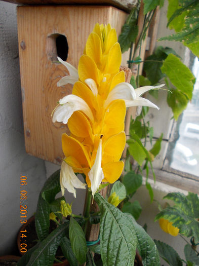 pakistakis lutea
