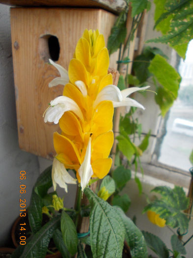 7 iunie 2013-flori 154