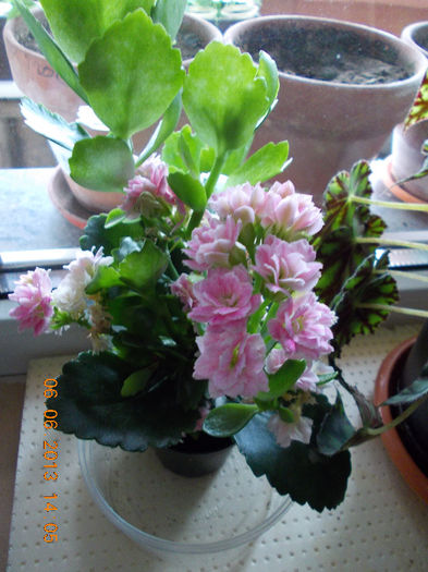 kalanchoe