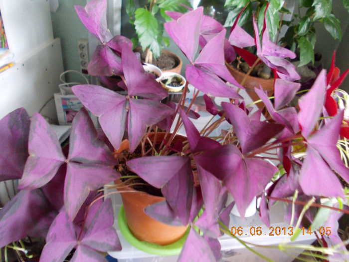 oxalis triangularis