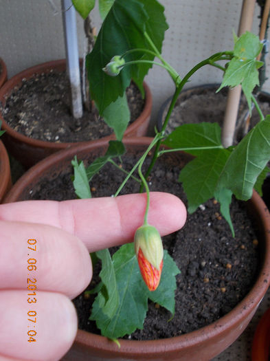 abutilon caramiziu-din bulgaria - iunie 2013-flori