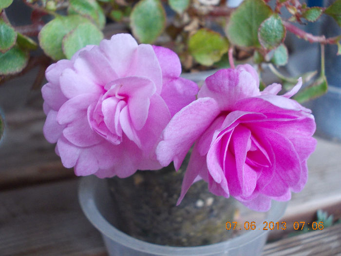 7 iunie 2013-flori 217 - iunie 2013-flori