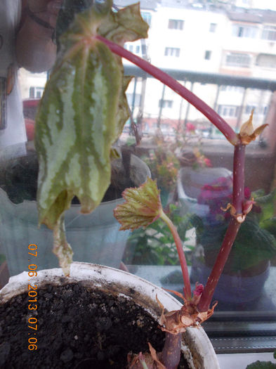 7 iunie 2013-flori 220 - iunie 2013-flori