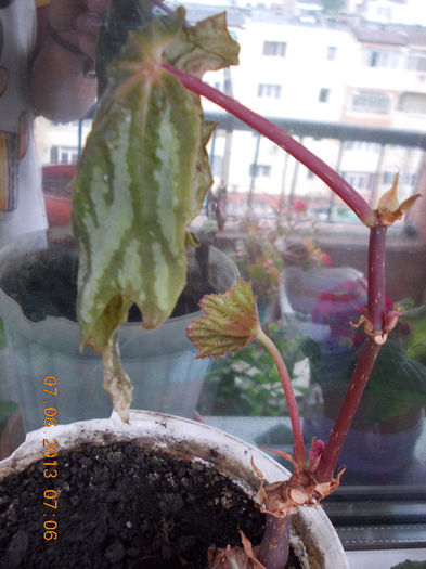 7 iunie 2013-flori 222 - iunie 2013-flori