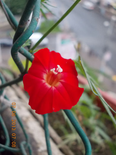 zorele mici rosii-cardinal climber - iunie 2013-flori