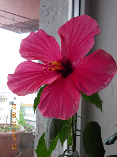 7 iunie 2013-flori 238 - iunie 2013-flori