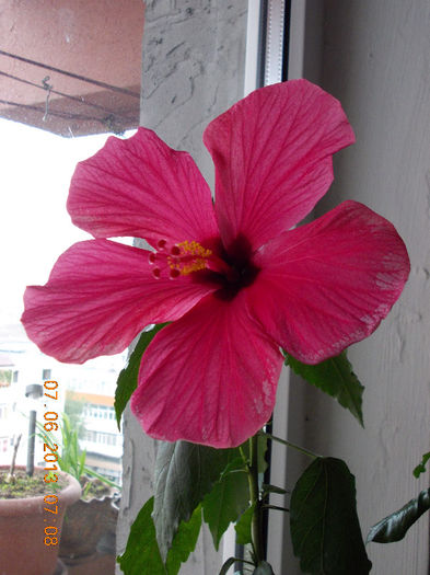 hibi ciclam simplu - iunie 2013-flori