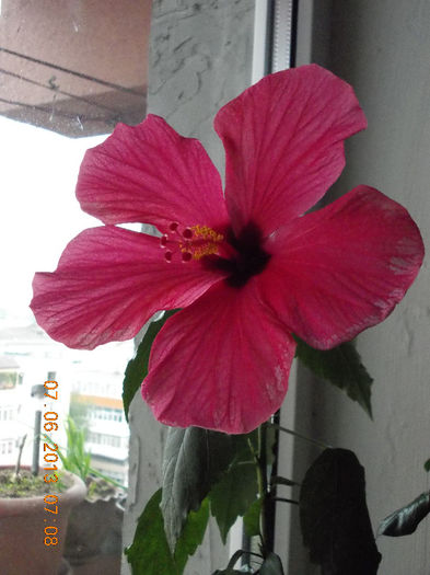 7 iunie 2013-flori 240 - iunie 2013-flori