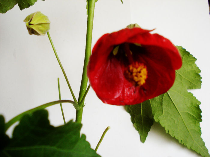 Abutilon rosu 2 (7-06-2013)