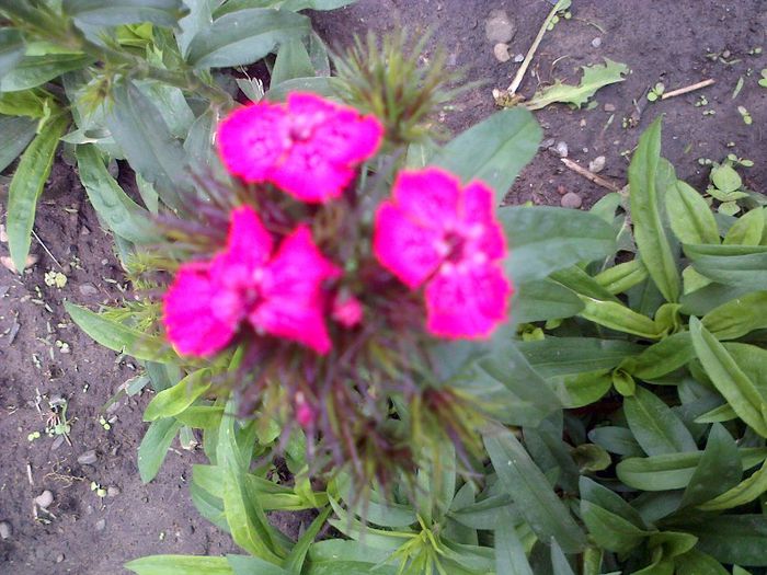 IMG-20130528-00817