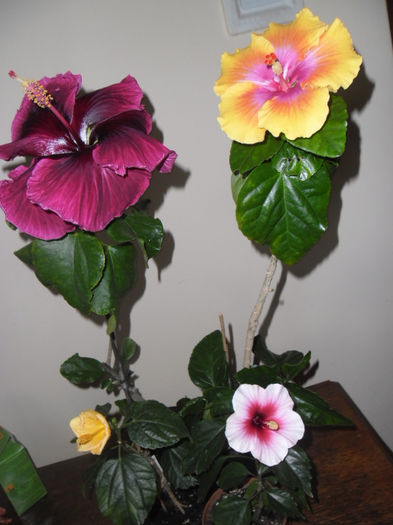 hibiscus grup