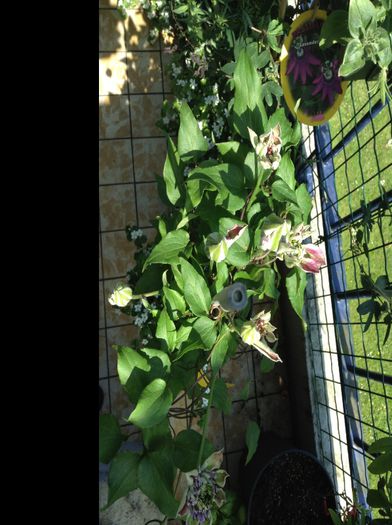 Clematita temptation; Nerabdarea ma defineste :)) asa ca nu am rezistat sa nu-i fac poze.., chiar daca e departe de a fi ce trebuie :))
