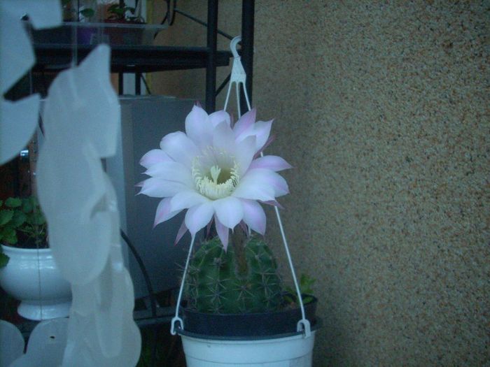 DSCN2765[1] - primavara 2013