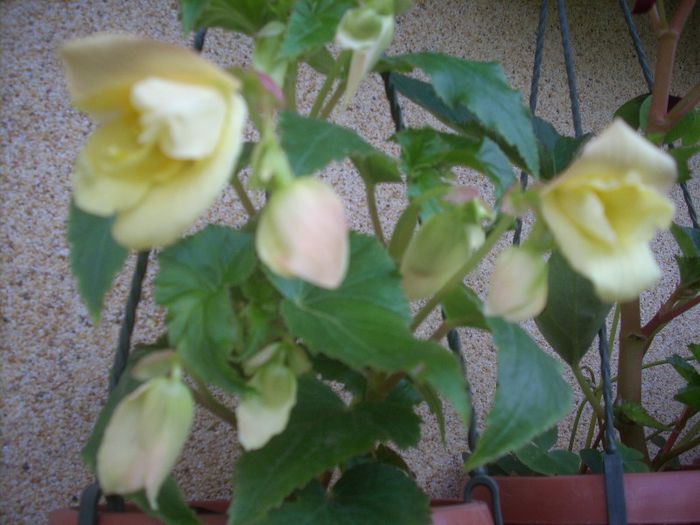 DSCN2763[1] - primavara 2013