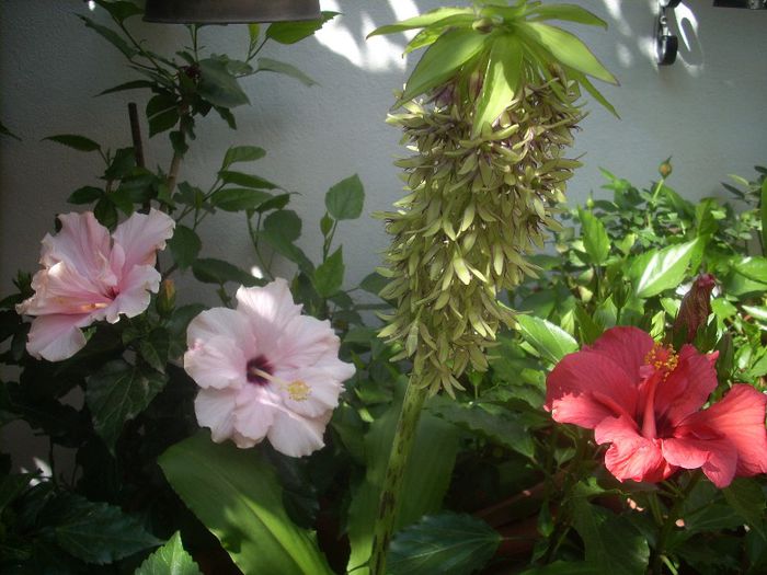 DSCN2755[1] - primavara 2013