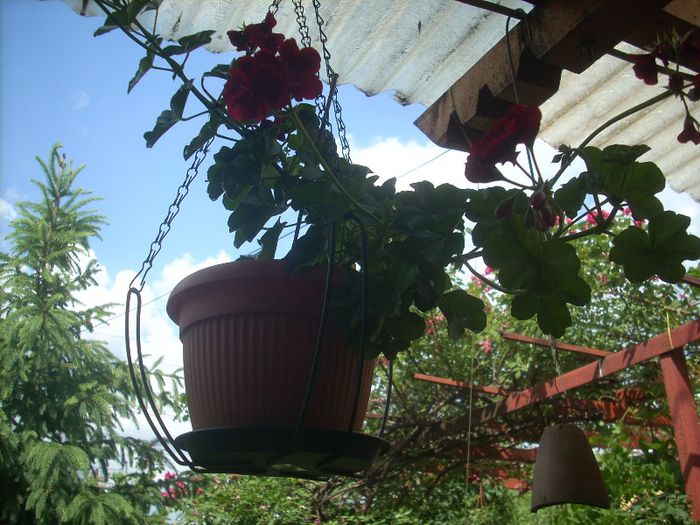 DSCN2758[1] - primavara 2013