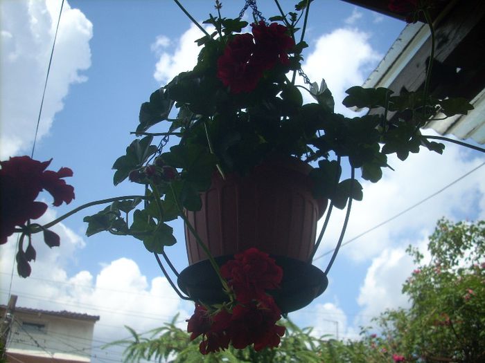 DSCN2759[1] - primavara 2013