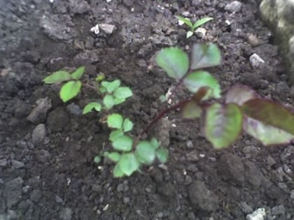 trandafir urcator obtinut din seminte; ...tinute in frigider 3 luni...
