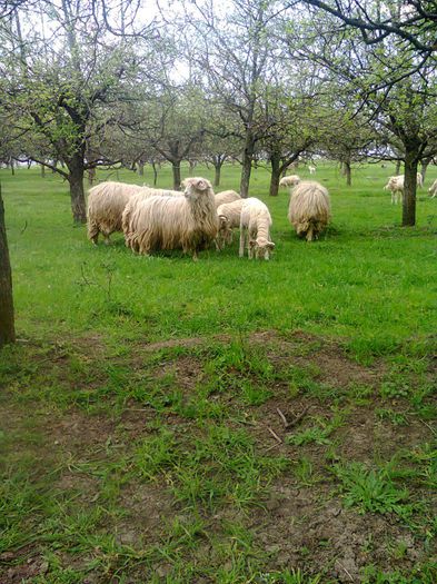 Fotografie0071 - OI TURCANE BALE SI BREZE JIENESTI