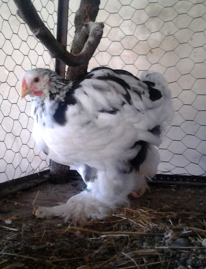 2013-06-07 18.57.48 - pui 2013