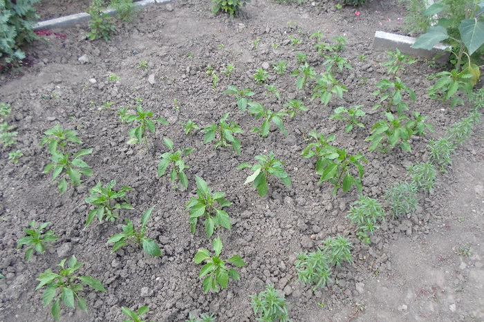 bb 168 - Curtea si gradina