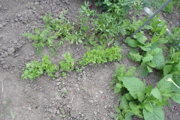 bb 172 - Curtea si gradina