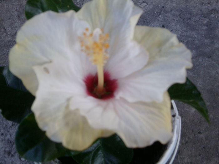 boreas white - hibiscusi 2013-1