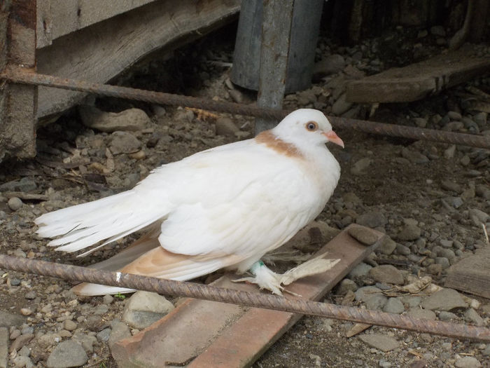 poze 014 - puii 2013