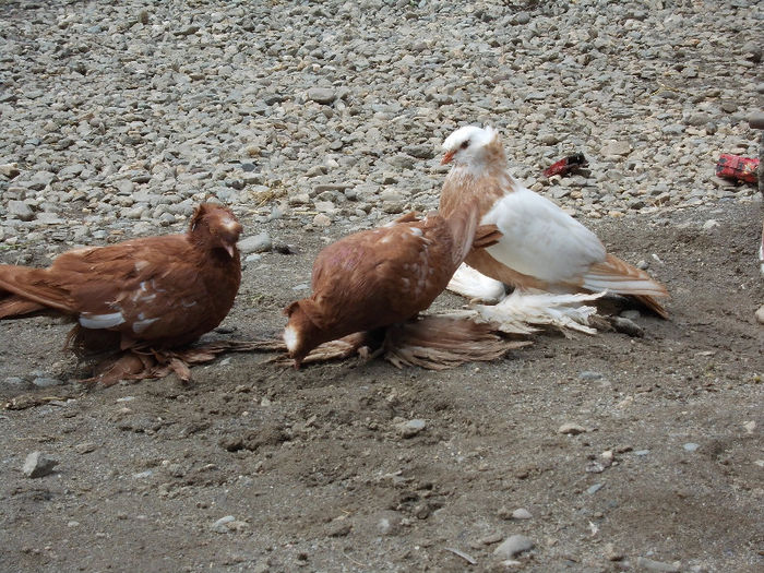 poze 015 - puii 2013