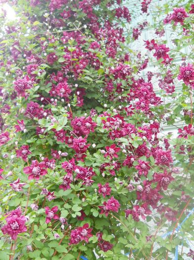 DSCN4315