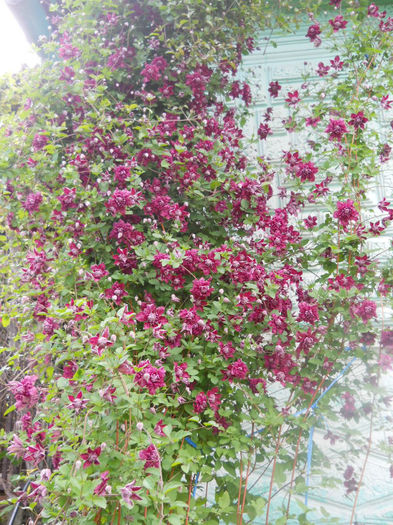 DSCN4316