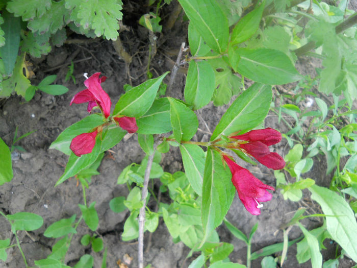 DSCN4373