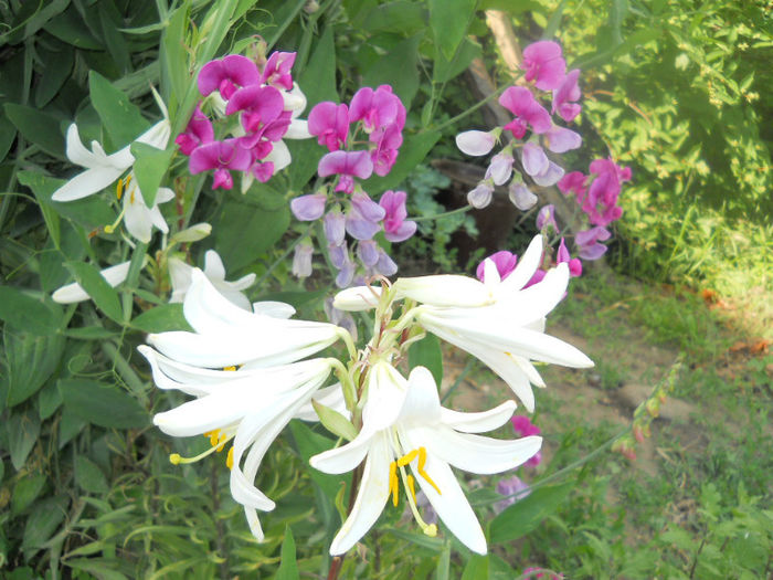 DSCN4375