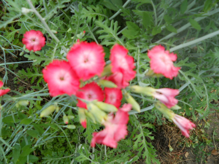 DSCN4377