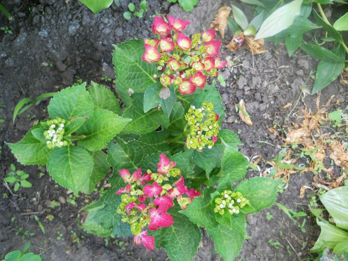 DSCN4382