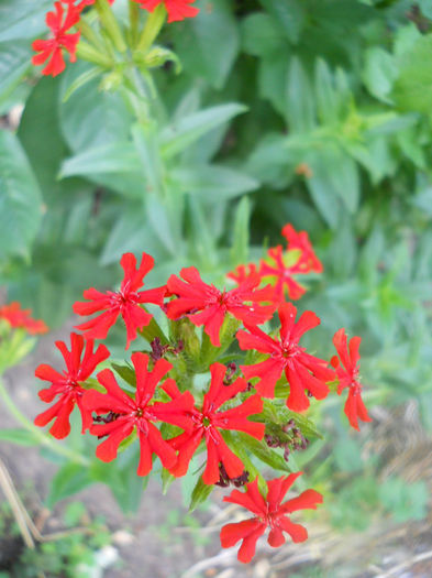 DSCN4383