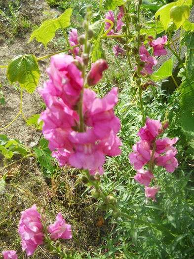 DSCN4386 - A28 a VARA 2013