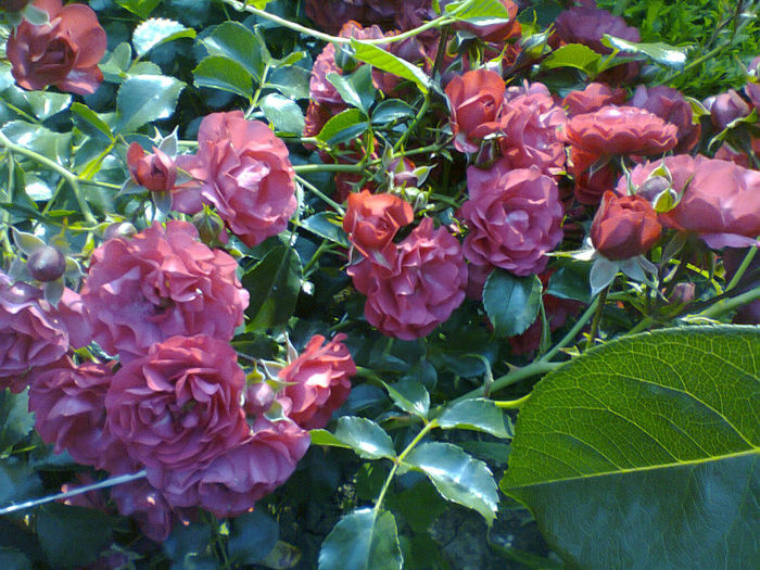 Fotografie0361 - trandafiri acoperitori