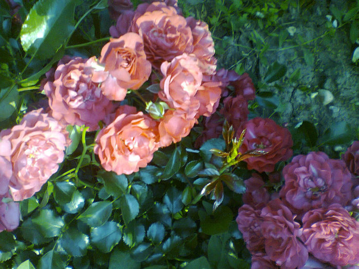Fotografie0362 - trandafiri acoperitori