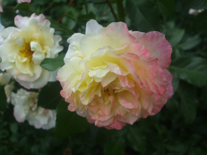 Moonlight - vara 2013