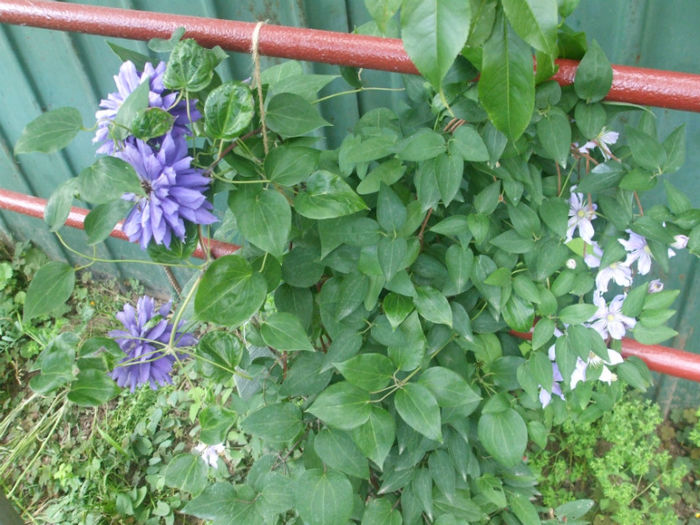 DSCF1670 - vara 2013