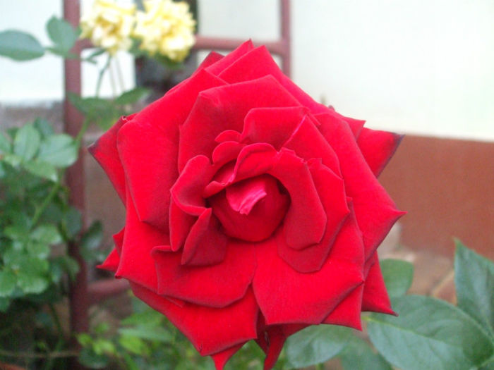 Madame Delbard - vara 2013