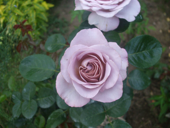 Blue Girl - vara 2013