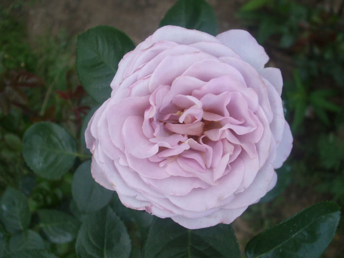 Blue Girl - vara 2013