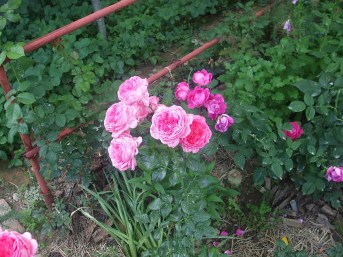 La Rose de Molinard - vara 2013