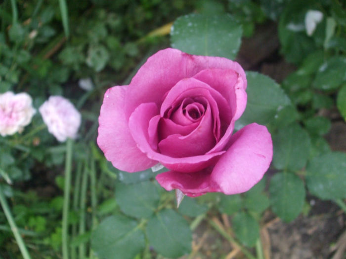 Claude Brasseur - vara 2013