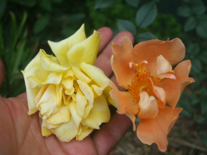 DSCF1688 - vara 2013